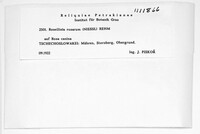 Rosellinia rosarum image